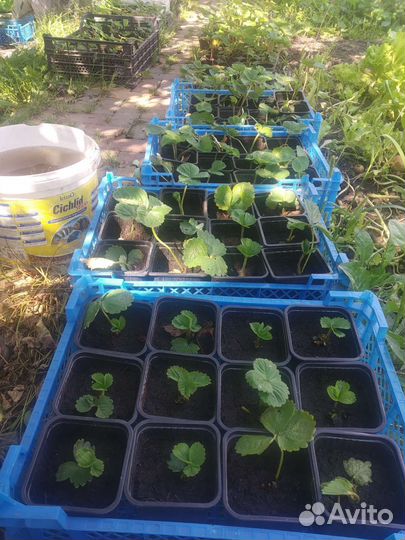 Клубника земляника садовая