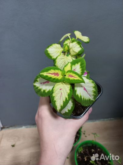 Лагерстремия/Дихондра/Колеус