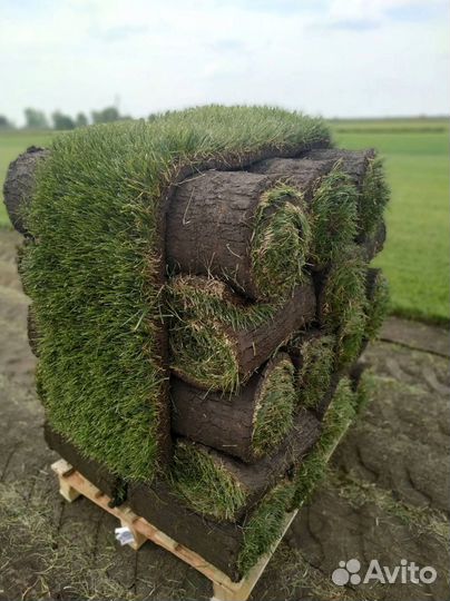 Укладка рулонного газона под ключ