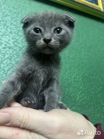 Котята отдам в добрые руки бесплатно