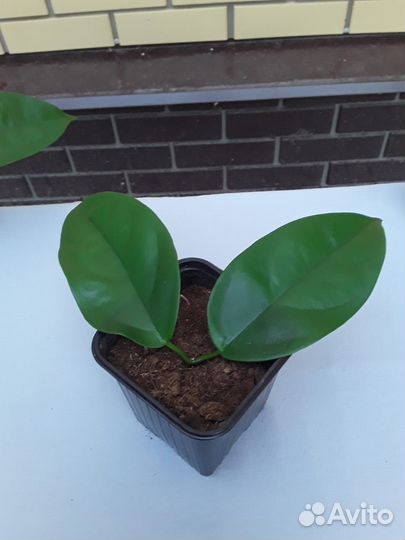 Комнатные растения цветы