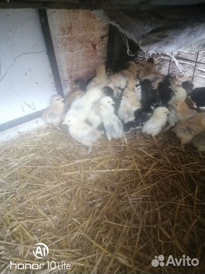 Цыплята домашние подрощеные