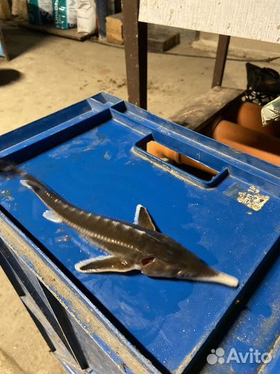 Живая рыба стер