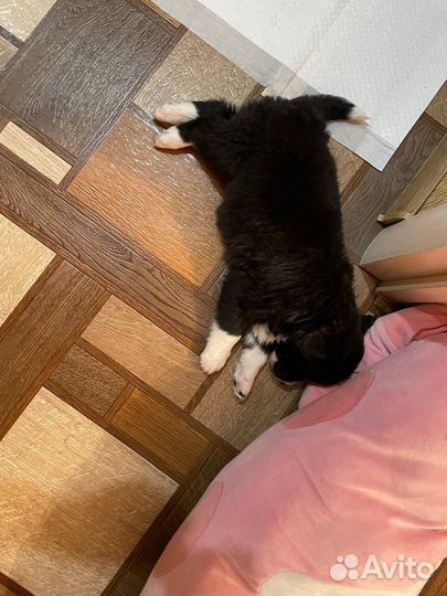 Собака в добрые руки отдам бесплатно