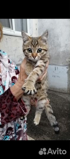 Дымчатые котята