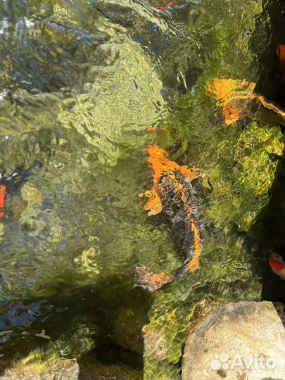 Золотая рыбка