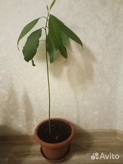 Авокадо растение