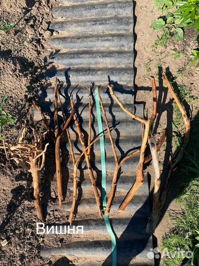 Коряги для флорариума аквариума