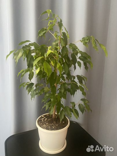 Дисхидия русифолия, сциндаптус сильвер эн