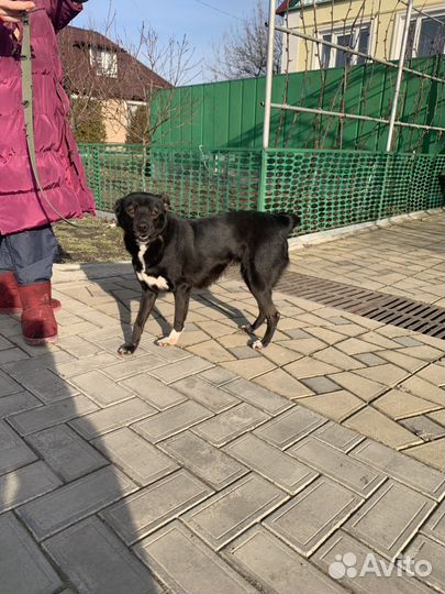 Собака в добрые руки