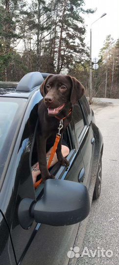 Лабрадор девочка (1 год)