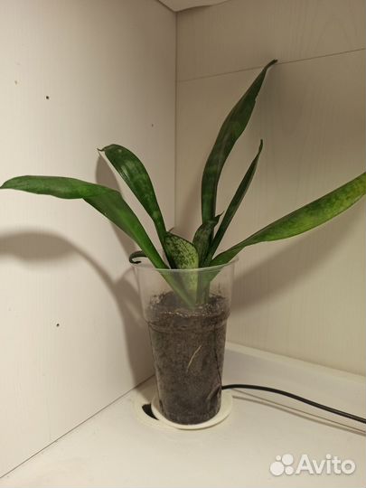 Сансевиерии Зейланика и Хайни, 