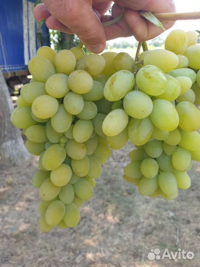 Виноград