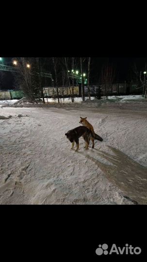 Мотособака мотобуксировщик