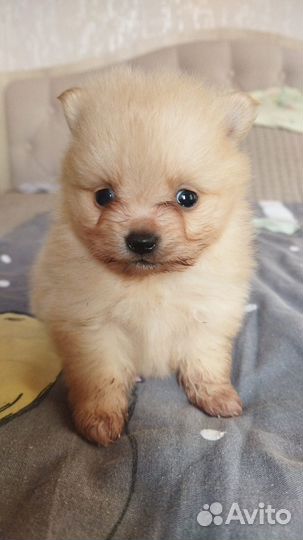 Породистые щенки