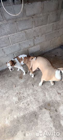 Щенки стаффорда девочка