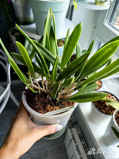 Орхидея каттлея