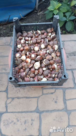 Луковицы тюльпанов