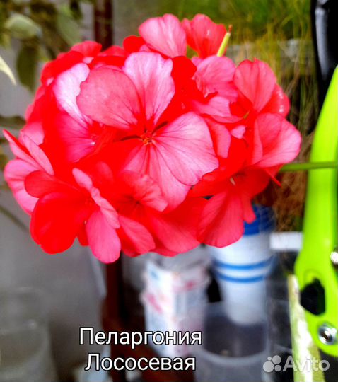 Прекрасные пеларгонии