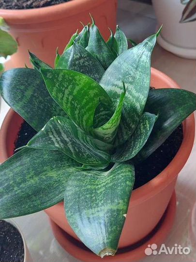 Комнатные растения