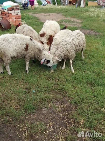 Продам овец