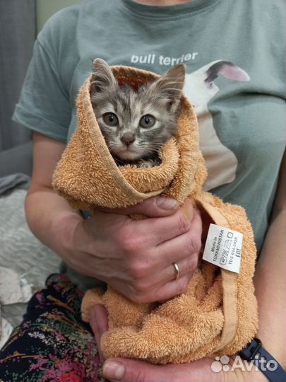 Котеночек Мика ищет дом