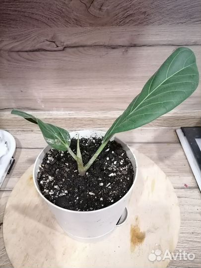 Фикус Одри (Андрей)