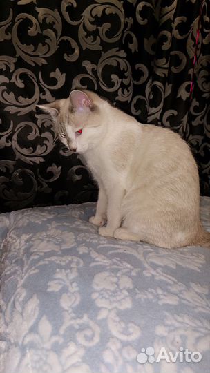Котик в добрые руки