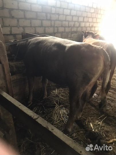 Домашний скот