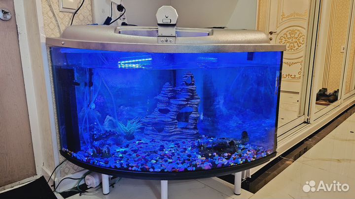 Аквариумные рыбки