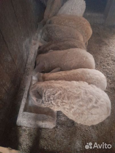 Поросята венгерской мангалицы