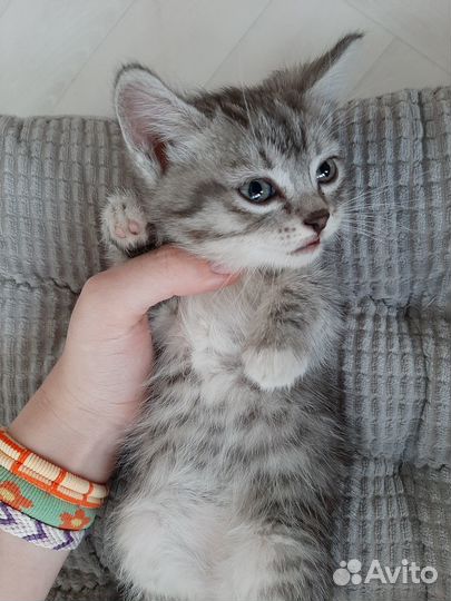 Британчики девочки