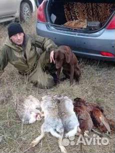 Щенки курцхаара