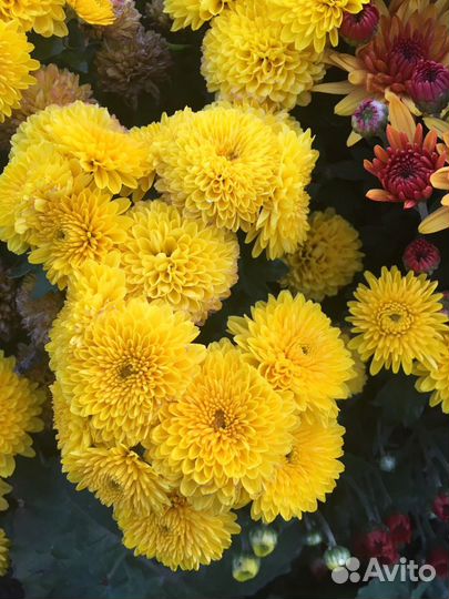 Хризантемы 5 сортов распродажa