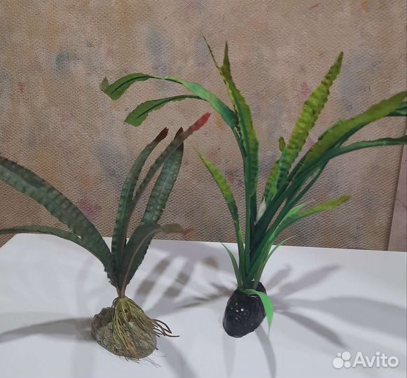 Растения в аквариум