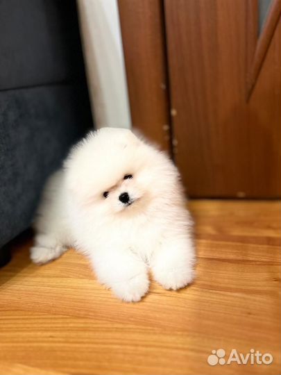 Щенки шпица