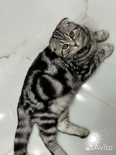 Шотландский кот вязка