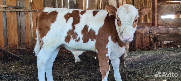 Корова дойная с теленком
