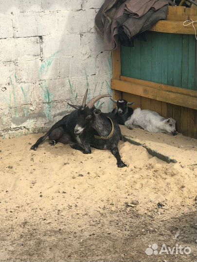 Коза дойная молочная поросята