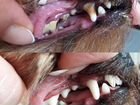 Чистка зубов ультразвуком без доп.лекарств объявление продам
