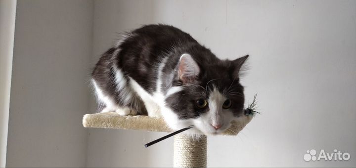 Курильский бобтейл вязка