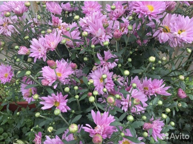 Хризантема сиреневая