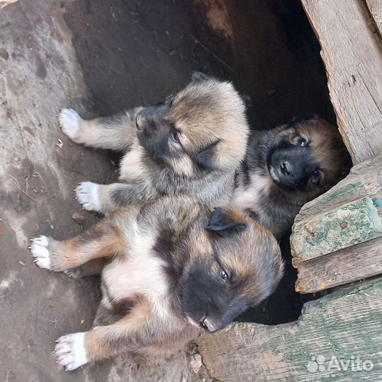 Отдам щеночков в добрые руки