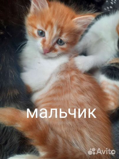 Котята в дар