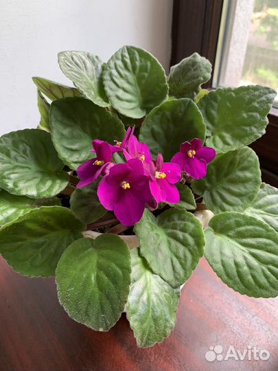 Фиалка. Хавортия