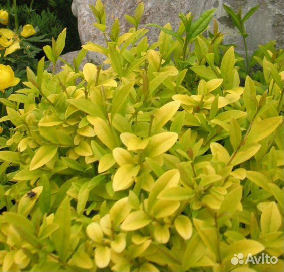 Бирючина золотистая