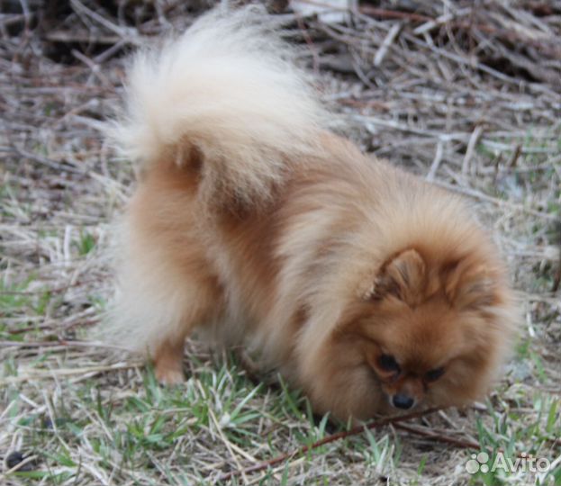 Шпиц девочка и щенки