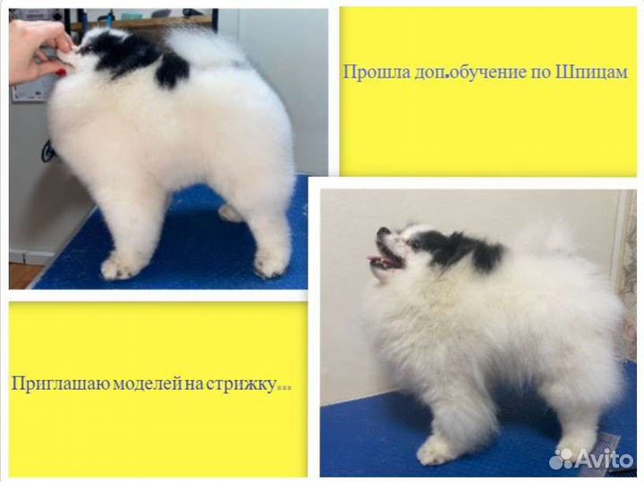 Стрижка собак, груминг, уход, Йорк, Чихуа, Ши-тцу