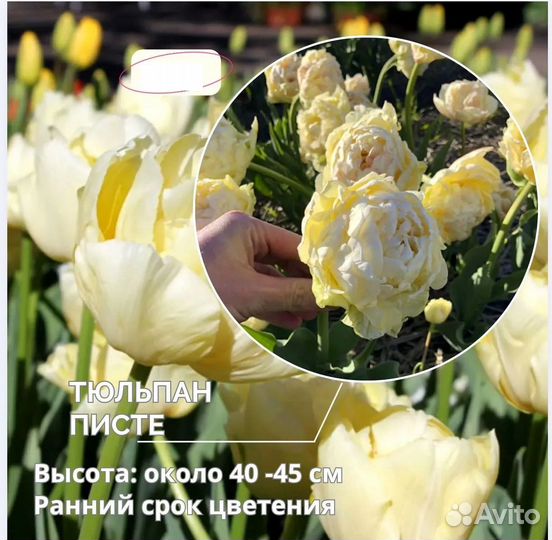 Махровые Тюльпаны -Европейская поставка