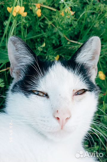 Кот Тёма в добрые руки